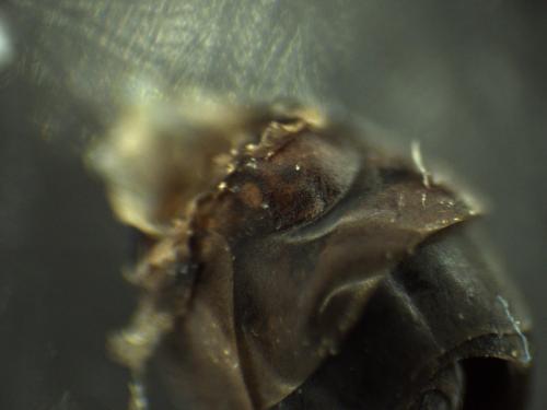 Réf. 333 744 : Auplopus sp.